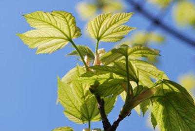 Acer pseudoplatanus 'Leopoldii' - javor horský 'Leopoldii'- jarní větévka (2)